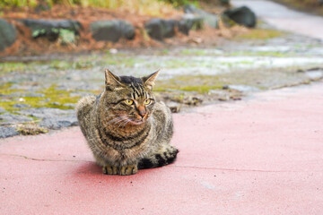 道路脇で警戒する茶トラ猫