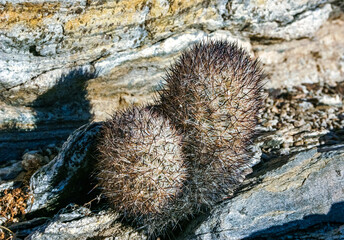 Escobaria chlorantha-miniature frost-resistant cactus in a rock crack in a rock desert in Joshua...
