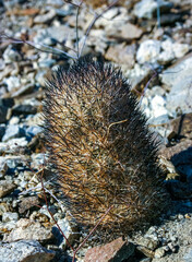 Escobaria chlorantha-miniature frost-resistant cactus in a rock crack in a rock desert in Joshua...