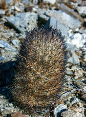 Escobaria chlorantha-miniature frost-resistant cactus in a rock crack in a rock desert in Joshua Tree National Park, California