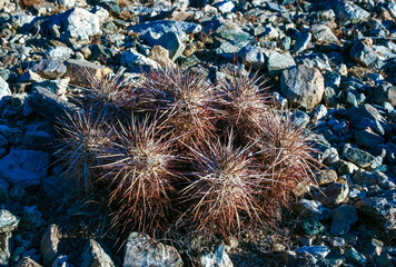 Strawberry hedgehog cactus (Echinocereus engelmannii) - a group of spiny cacti with long brown...