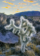 (Cylindropuntia bigelovii) - cactus shape with long silvery spines with rock desert near Joshua...