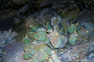 Chenille Prickly Pear Cactus (Opuntia aciculata) - Mojave Desert, Joshua Tree National Park, CA