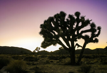 Joshua tree, yucca palm (Yucca brevifolia) -  silhouette of a giant Yucca tree against the evening...