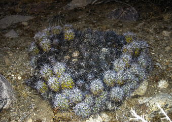 Echinocereus maritimus - group of cacti among rocks in rock desert in Joshua Tree National Park,...