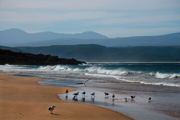 Sea gulls squabble on central beach, Plettenberg Bay.