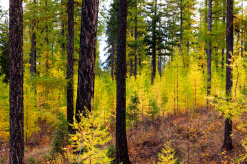 Obraz premium East Kootenay Mountain Scene