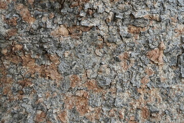 Naklejka premium texture of tree
