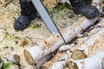 A man cuts birch logs with an electric chain saw