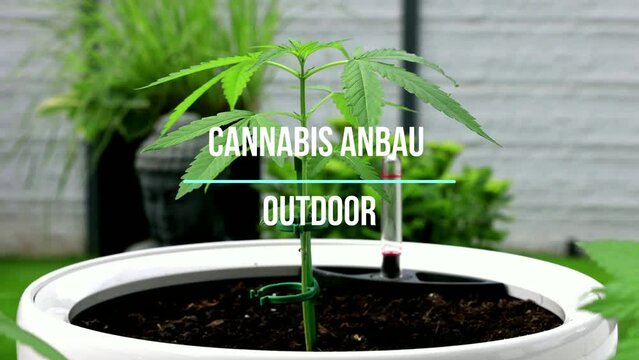 Marihuana Cannabis Anbau Outdoor Autoflower im Garten