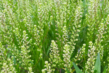 green background, green grass
