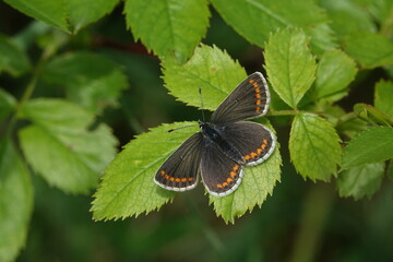 the beautiful brown argus butterfly (Aricia agestis)