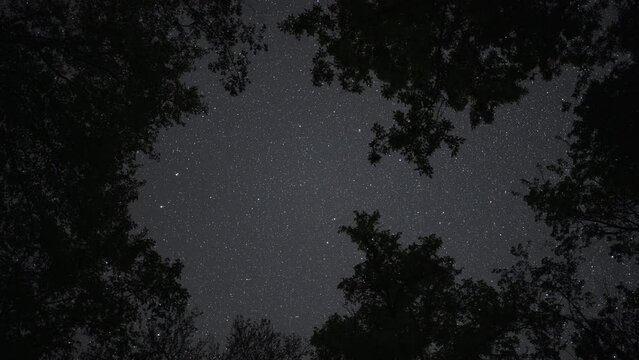 A starry night with a romantic and dreamy atmosphere. Observing the night sky with many stars through the branches of trees, far from the city.