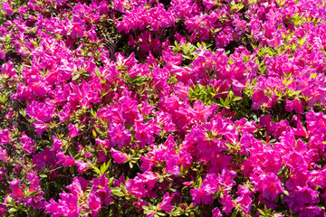 新緑の季節に咲き誇るツツジ