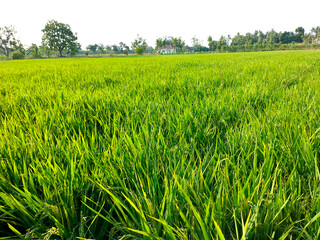 Fototapeta premium Rice grains that are almost harvested in the fields. Selective Focus. 
