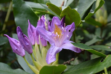 Biella,parco della Burcina © MariaPatrizia