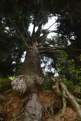 Biella,parco della Burcina