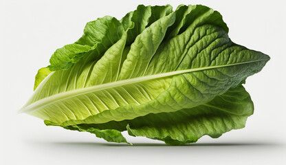 Fototapeta premium Romaine lettuce green leaf isolated on white background