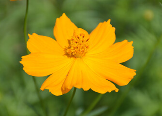 beautiful cosmos flower in the garden