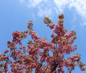 blossom in spring