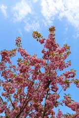 blossom in spring