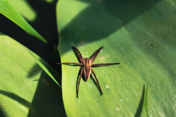 Spider pisaura mirabilis sunbathing on a leaf, pisauridae