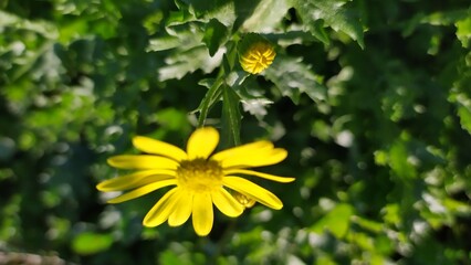 Vibrant yellow flower in lush greenery at sunset.