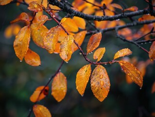 Vibrant orange and yellow autumn leaves with water droplets on a branch, with a blurred background, capturing the essence of fall weather
