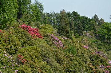 Biella,parco della Burcina,valle dei rododendri
