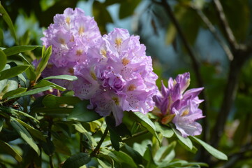 Biella,parco della Burcina