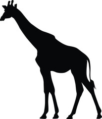 Silhouette of a giraffe isolated on white. Illustration of giraffe animal in wildlife