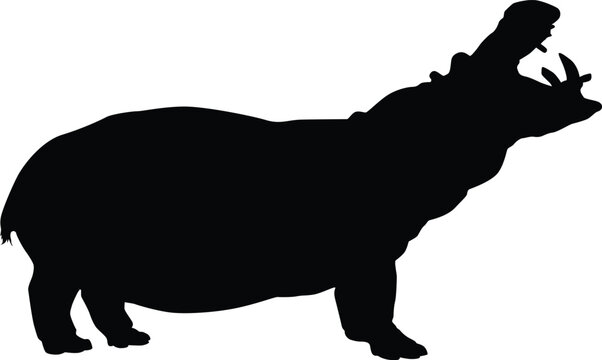 recommend clip art: Silhouette of a hippo isolated on white. Illustration of hippopotalamus animal in wildlife