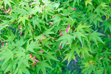 彩鮮やかなモミジの花