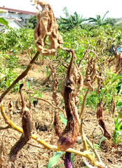 Close-up. Eggplant on the dried tree. Blurred background.
