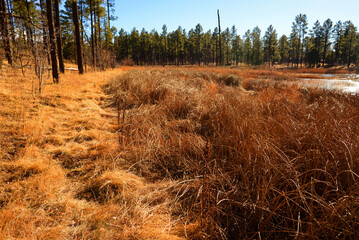 Fototapeta premium Lake of the Woods Arizona