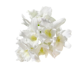 Fresh Dendrobium Nobile bamboo orchid, also called Dendrobium orchid, grape-like orchid. Bunch of multiple white orchid flowers with a yellow center. The photo is in a white isolated background.