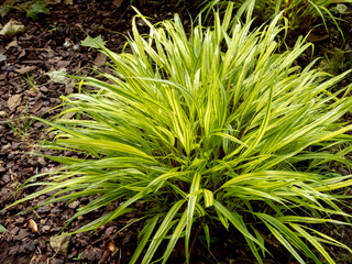 Hakonechloa macra or Hakone grass bright variegated foliage.