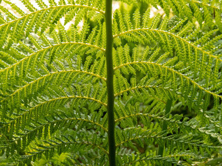 Green lush ostrich fern frond in the sunny spring forest.