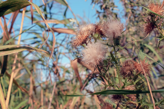 Onopordum illyricum Plant, Common Name illyrian thistle. Purple prickley thistle flower. Cotton Thistle