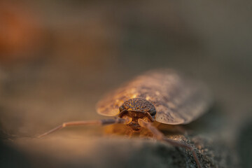 Makroaufnahme einer Assel