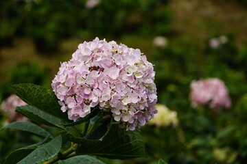 Close-up of hydrangeas blooming in the garden