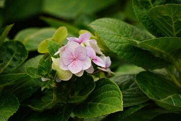 Close-up of hydrangeas blooming in the garden