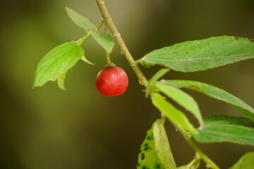 Close-up of ripe Muntingia calabura fruit on the tree