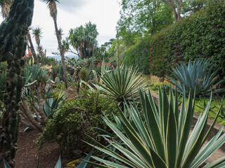 View of cacti and succulent plants in famous Tropical Botanical Gardens in Funchal town, Jardim Botanico da Madeira was opened to the public in 1960. Funchal, Madeira, Portugal.