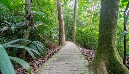 path in the jungle surrounded by thick vegetation