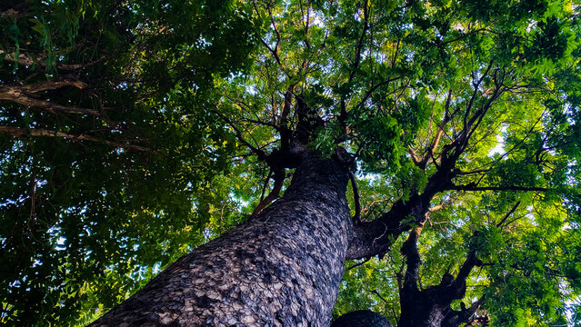 A beautiful tall Mahogany tree looking up the trunk at the leaves in a Phnom Penh park in Cambodia
