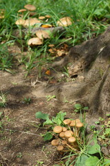 木の根に生えたきのこ縦構図