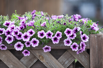 Natural floral composition in wooden pot on street. Purple petunia flowers. Modern city gardening,...