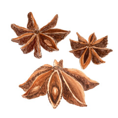 Realistic watercolor illustration set of star anise on a white background. Three brown star-shaped spices with detailed texture and shades. Perfect for culinary, botanical projects, spice containers