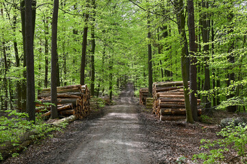 Firewood stored in the forest